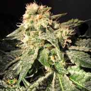 Reeferman Seeds Wakeford 1.0